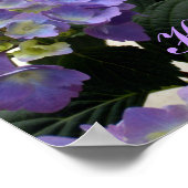 French Baby Blue Hydrangeas Poster (Hoek)