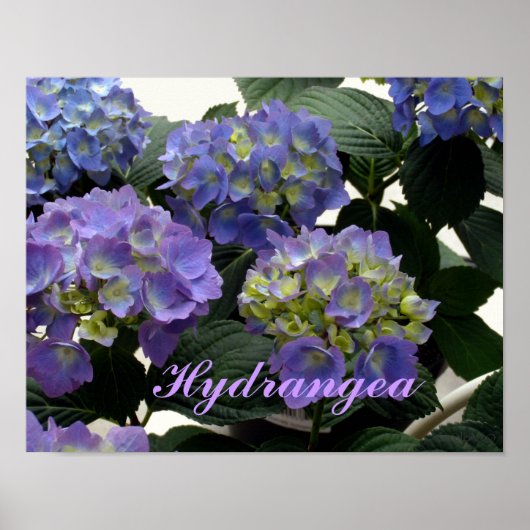 French Baby Blue Hydrangeas Poster (Voorkant)