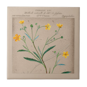 French Botanical Buttercup Illustration Tegeltje