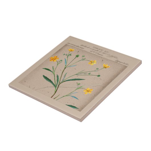 French Botanical Buttercup Illustration Tegeltje (Zijkant)
