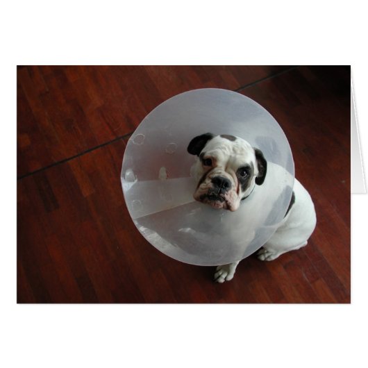 French Bulldog (Voorkant Horizontaal)