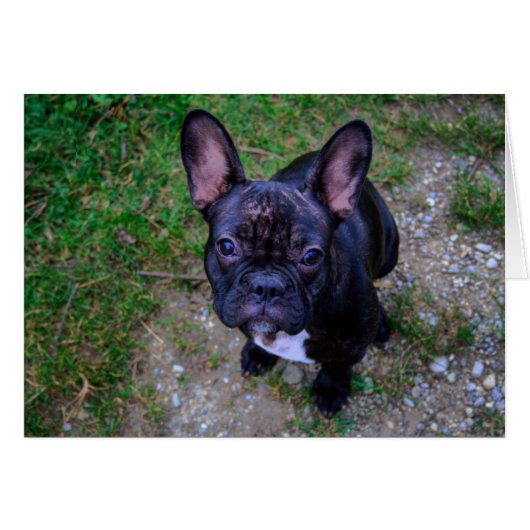 French Bulldog (Voorkant Horizontaal)