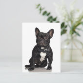 French Bulldog Briefkaart (Staand voorkant)