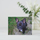 French Bulldog Briefkaart (Staand voorkant)