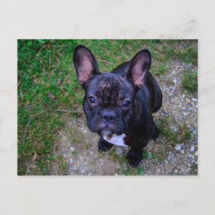 French Bulldog Briefkaart