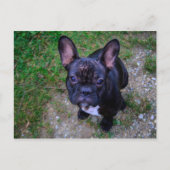 French Bulldog Briefkaart (Voorkant)