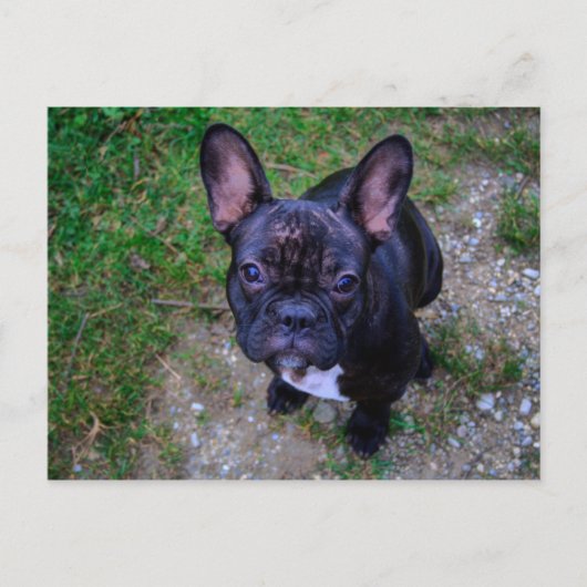 French Bulldog Briefkaart (Voorkant)
