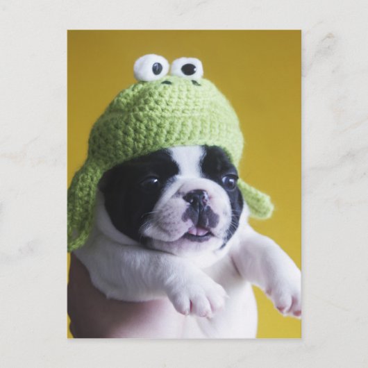 French Bulldog Briefkaart (Voorkant)