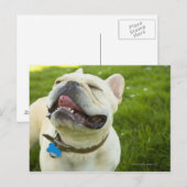 French Bulldog Briefkaart (Voorkant / Achterkant)