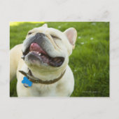 French Bulldog Briefkaart (Voorkant)
