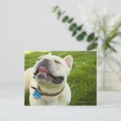 French Bulldog Briefkaart (Staand voorkant)