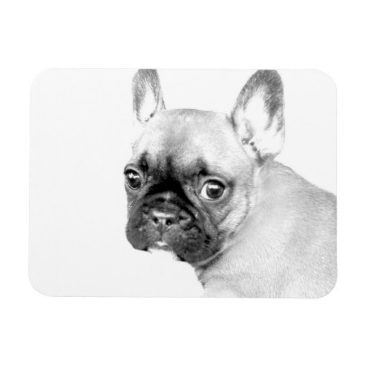 French Bulldog Magneet (Horizontaal)