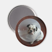 French Bulldog Magneet (Voorkant / Achterkant)