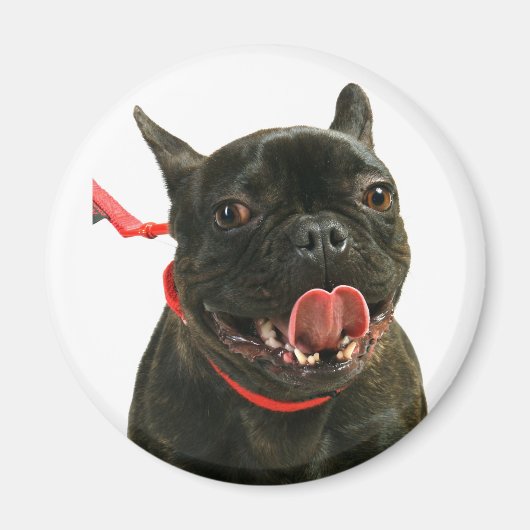 French Bulldog Magneet (Voorkant)