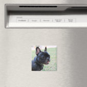 French Bulldog Magnet (Insitu (Vaatwasser))