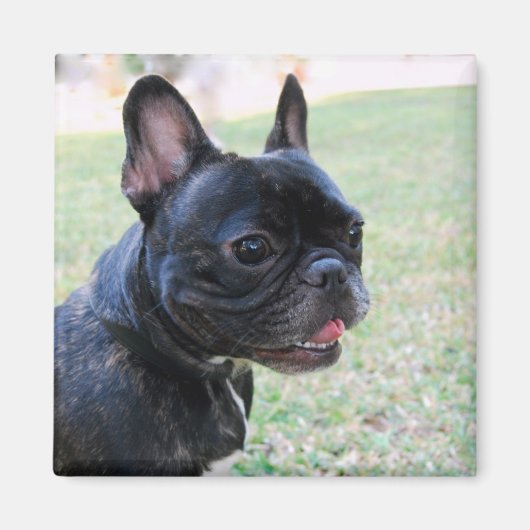 French Bulldog Magnet (Voorkant)