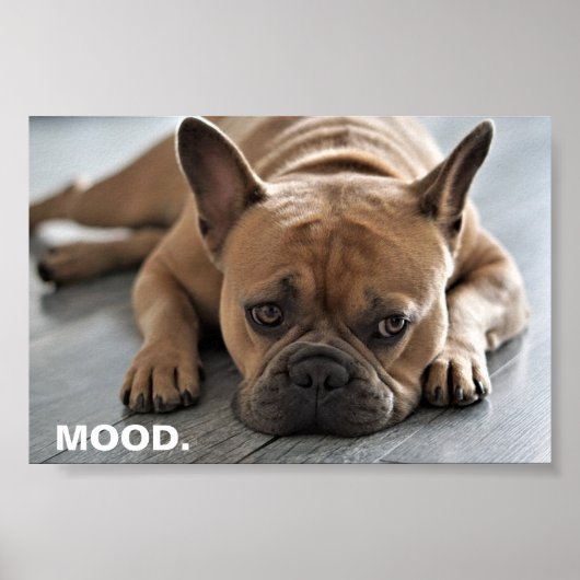 French Bulldog Mood Poster (Voorkant)