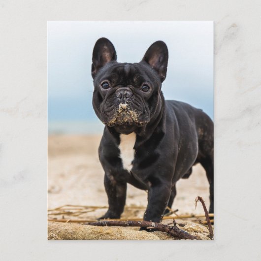 French Bulldog Playing in the Sand Briefkaart (Voorkant)