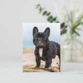 French Bulldog Playing in the Sand Briefkaart (Staand voorkant)