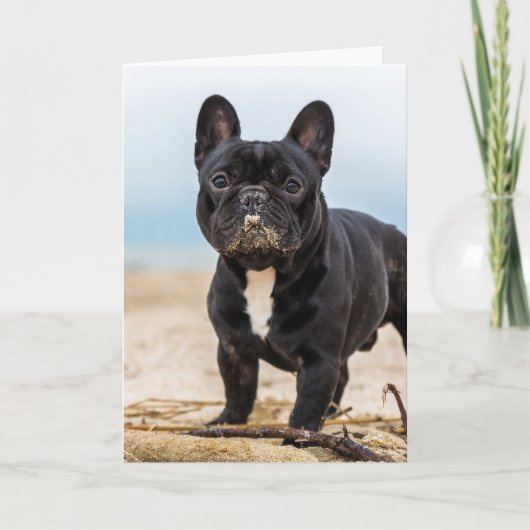 French Bulldog Playing in the Sand Kaart (Voorkant)