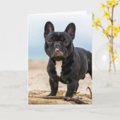French Bulldog Playing in the Sand Kaart (Gele Bloem)