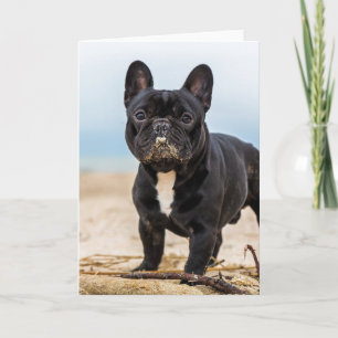 French Bulldog Playing in the Sand Kaart