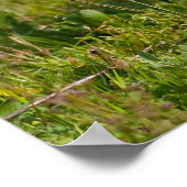 French Bulldog Poster (Hoek)