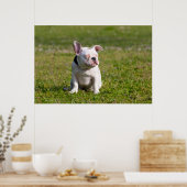 French Bulldog Poster (Keuken)