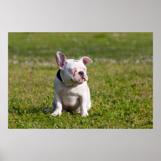 French Bulldog Poster (Voorkant)