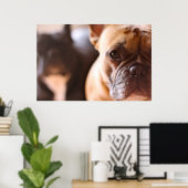 French Bulldog Poster (Thuiskantoor)
