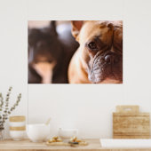 French Bulldog Poster (Keuken)