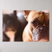 French Bulldog Poster (Voorkant)