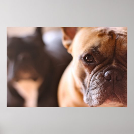 French Bulldog Poster (Voorkant)