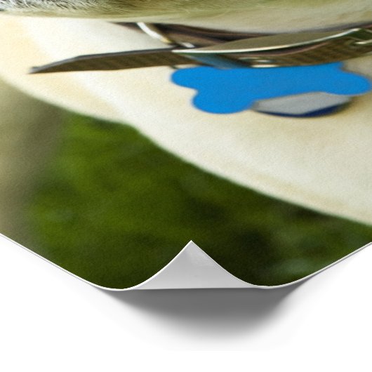 French Bulldog Poster (Hoek)