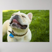 French Bulldog Poster (Voorkant)