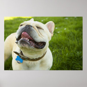 French Bulldog Poster