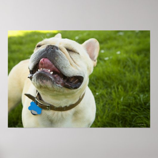 French Bulldog Poster (Voorkant)