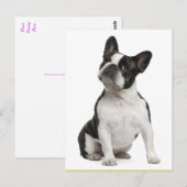 French Bulldog Puppy Dog Post Card Briefkaart (Voorkant / Achterkant)