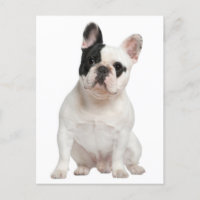 French Bulldog Puppy Dog Post Card