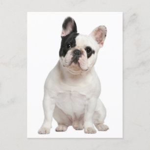 French Bulldog Puppy Dog Post Card Briefkaart