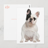 French Bulldog Puppy Dog Post Card Briefkaart (Voorkant / Achterkant)