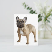 French Bulldog Puppy Dog Post Card Briefkaart (Staand voorkant)