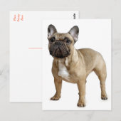 French Bulldog Puppy Dog Post Card Briefkaart (Voorkant / Achterkant)