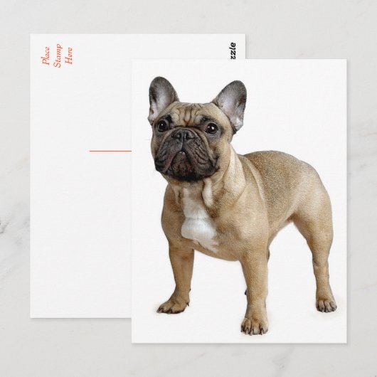 French Bulldog Puppy Dog Post Card Briefkaart (Voorkant / Achterkant)