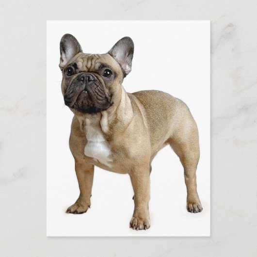 French Bulldog Puppy Dog Post Card Briefkaart (Voorkant)
