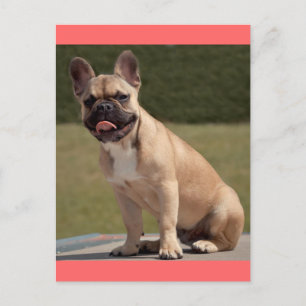 French Bulldog Puppy Dog Post Card Briefkaart