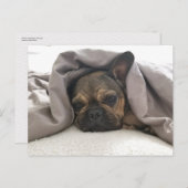 FRENCH BULLDOG RESTING RELAXING POSTCROSSING BRIEFKAART (Voorkant / Achterkant)