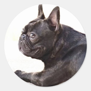 French Bulldog Ronde Sticker