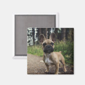 French Bulldog Throw Pillow Magneet (Voorkant / Achterkant)