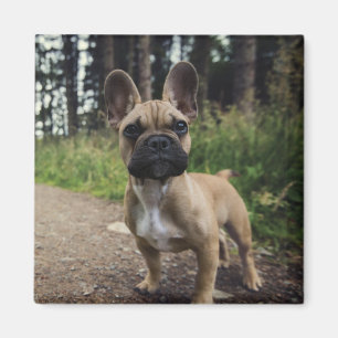 French Bulldog Throw Pillow Magneet